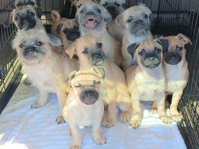*CUTEST* Yorkie/ Pug & Chihuahua/ Pug. *These Rescue Puppies Deserve A Loving Home*