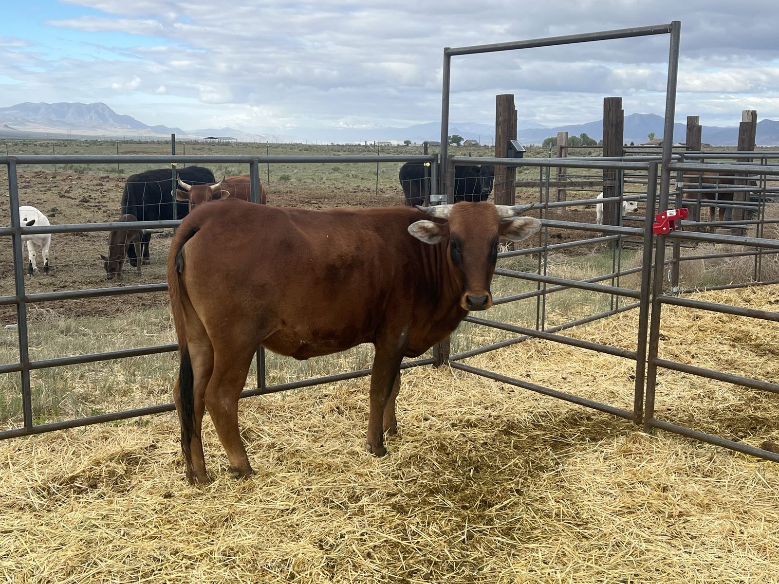 Corriente cross heifer
