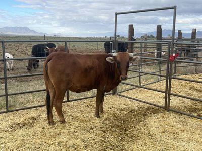 Corriente cross heifer