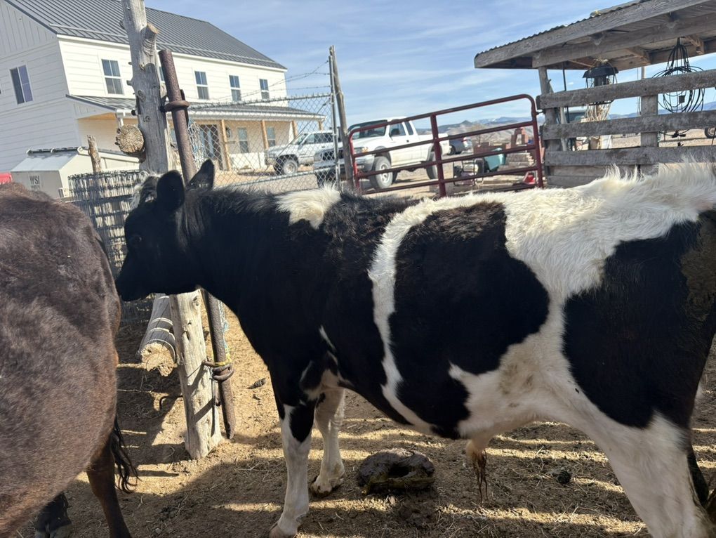 10 Month Homestead Bull