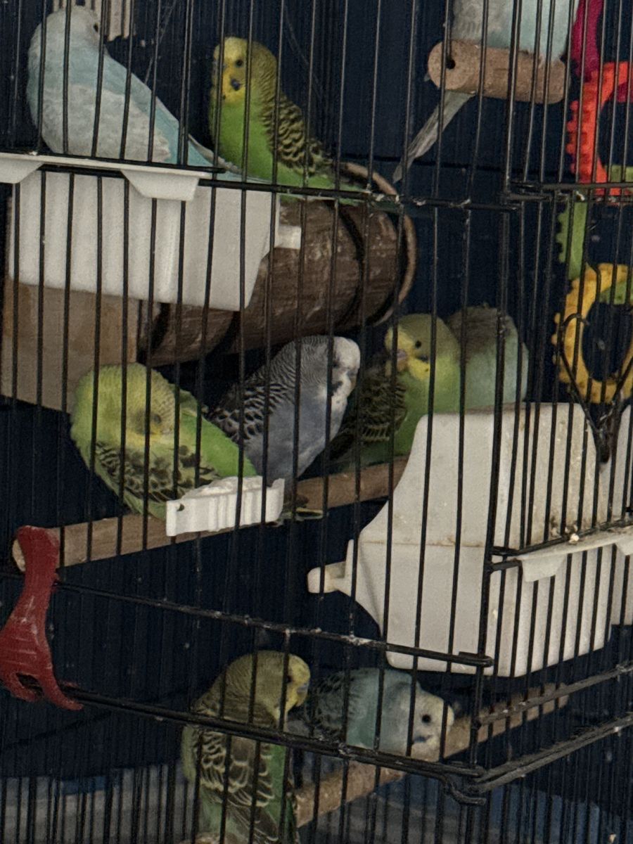 Parakeets