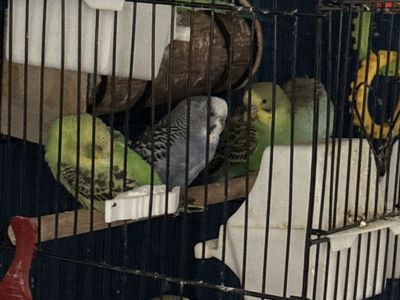 Parakeets
