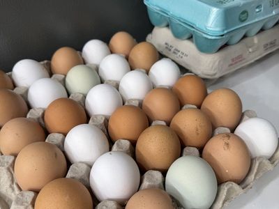 Fresh eggs