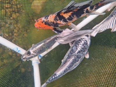 4 Koi Fish