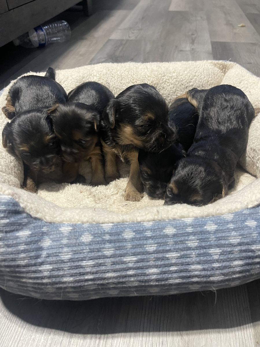 Yorkies
