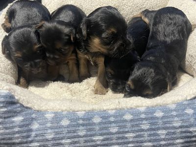 Yorkies