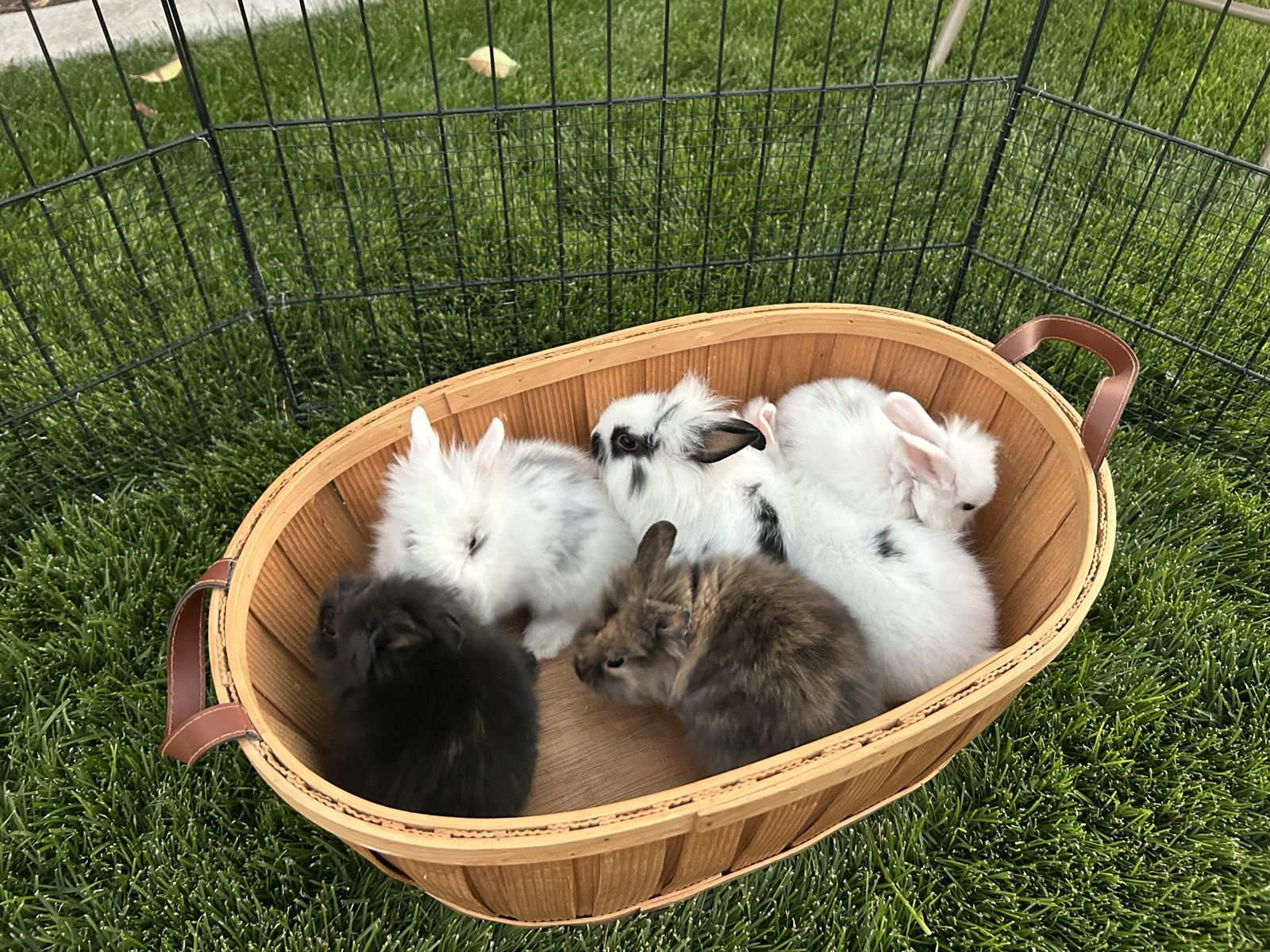 Adorable Baby Lionheads