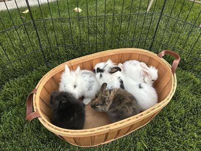 Adorable Baby Lionheads