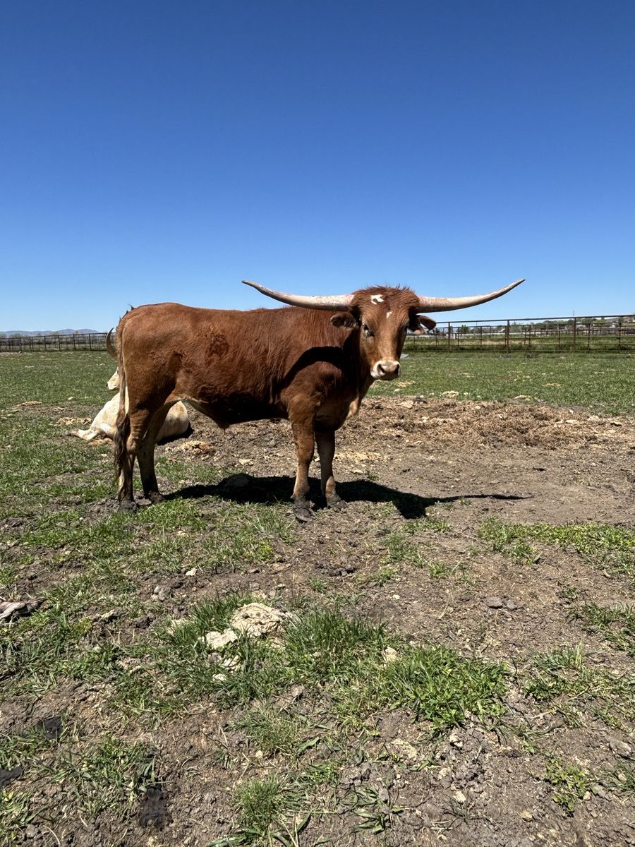 Texas Longhorn Steer -