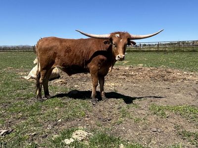 Texas Longhorn Steer -
