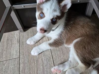 Husky puppies