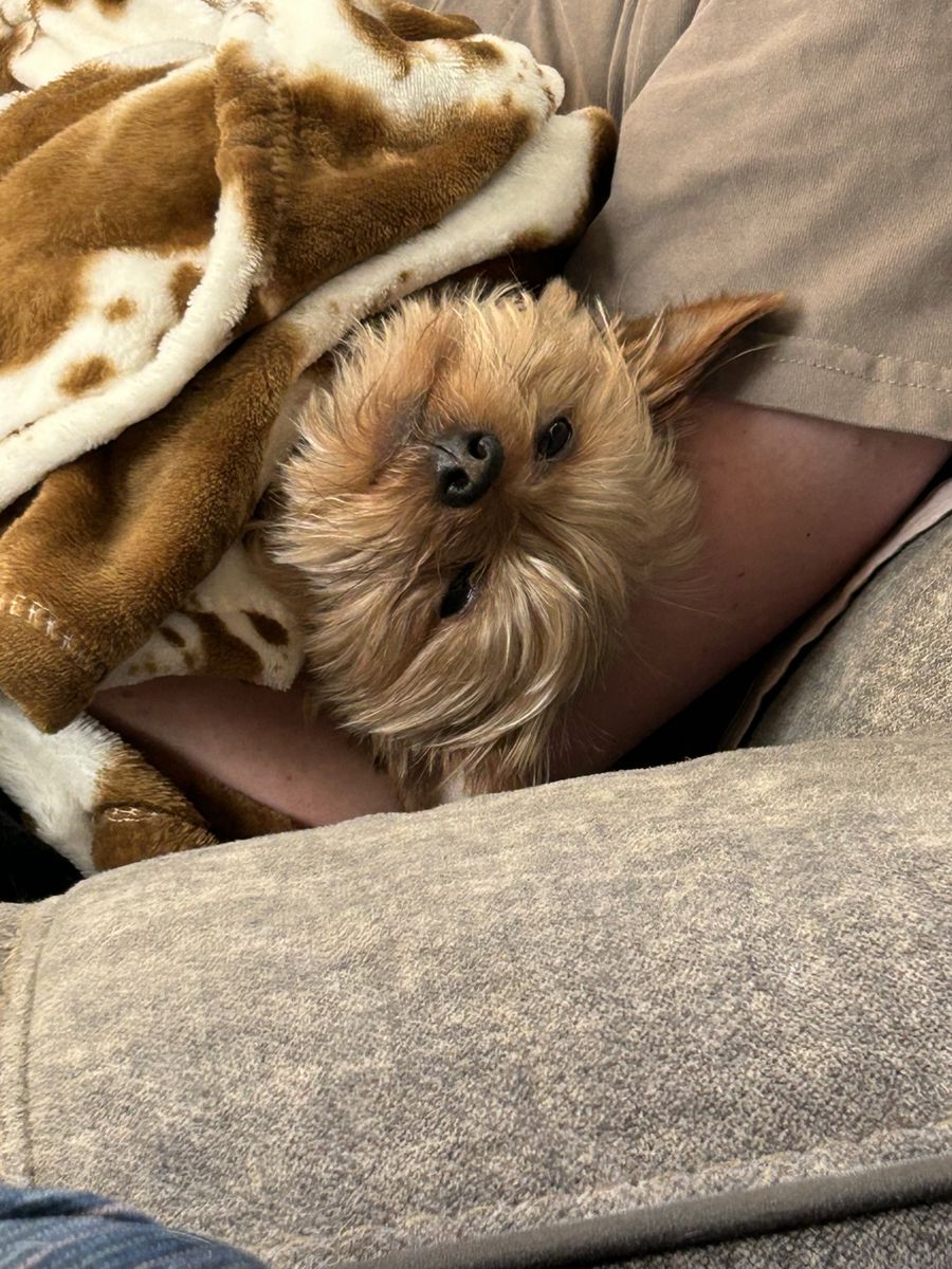 Teacup Yorkie STUD