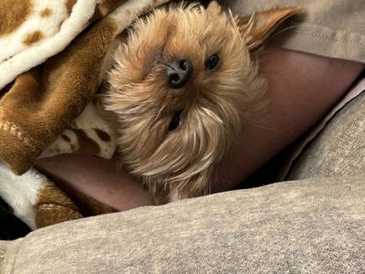 Teacup Yorkie STUD