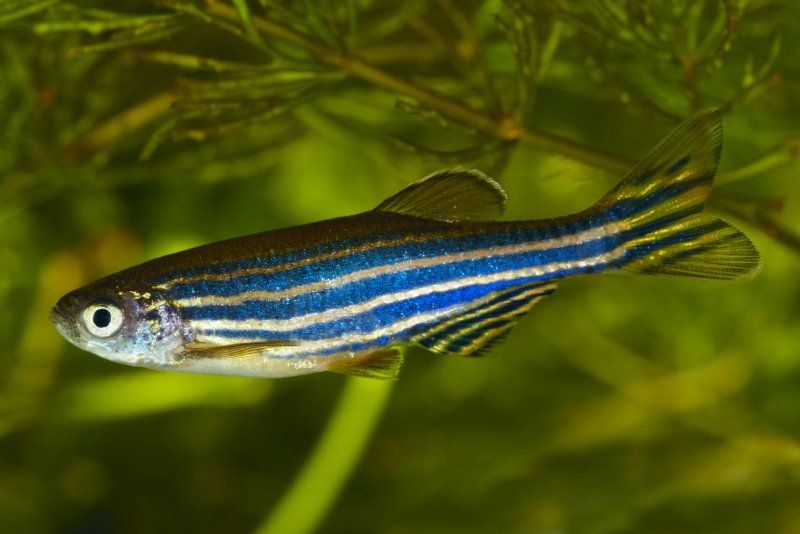 Iso Zebra Danio Fish