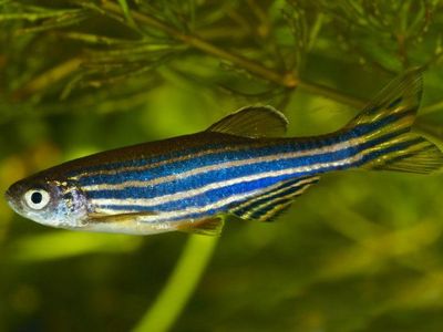 Iso Zebra Danio Fish