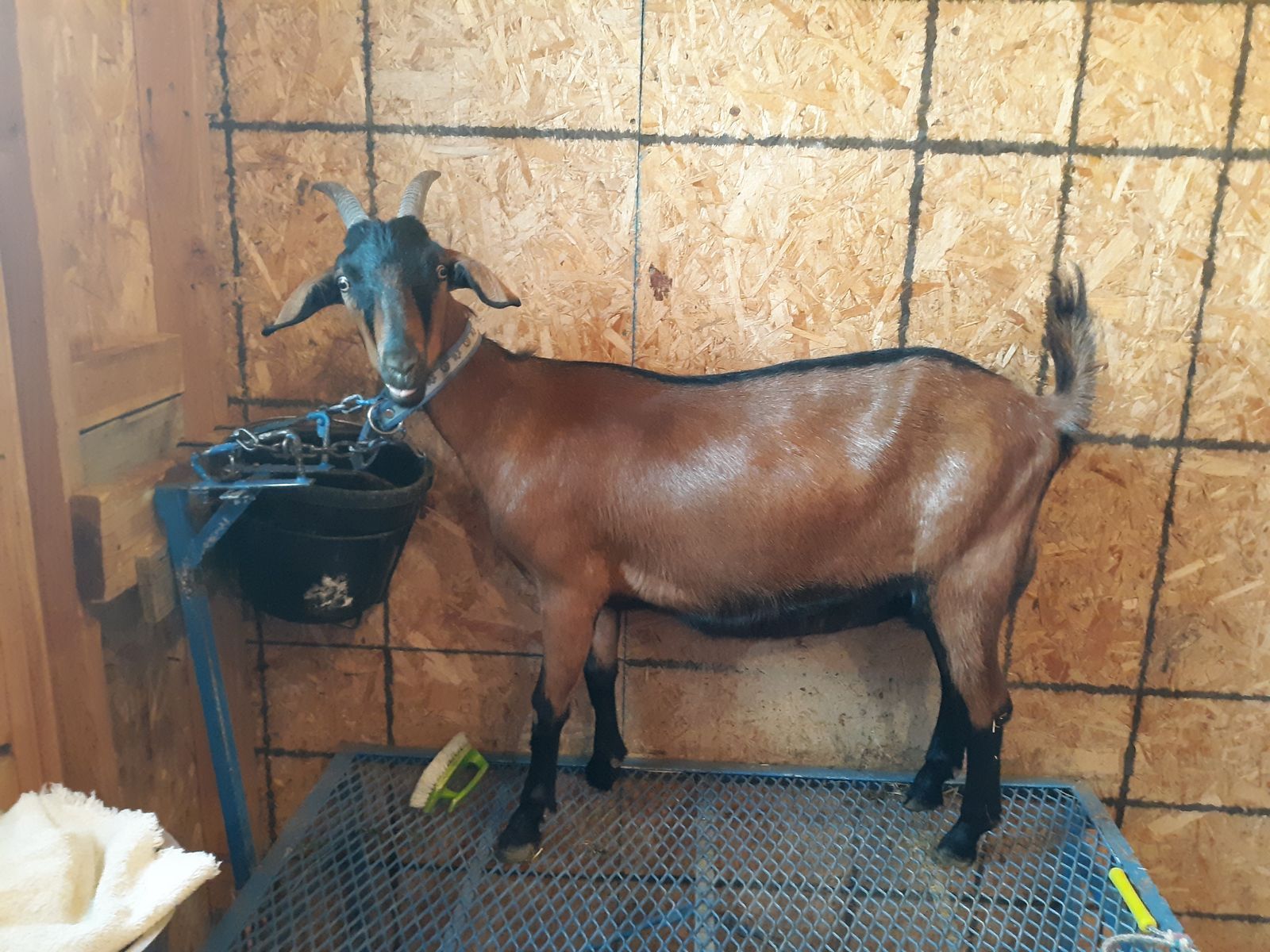 Alpine / Nubian  dairy milk goat  $330