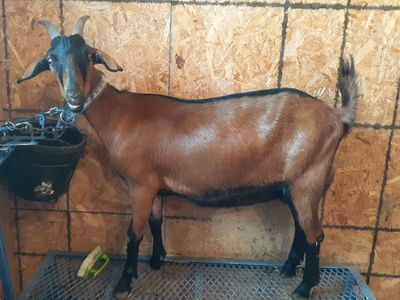 Alpine / Nubian dairy milk goat $330