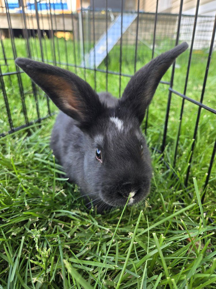 Male Silver Fox Mixed Bunnies