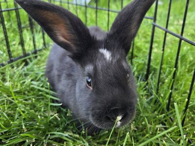 Male Silver Fox Mixed Bunnies