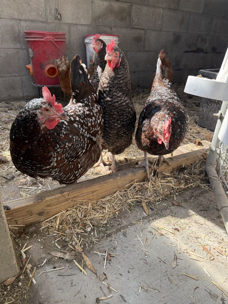 Laying Hens