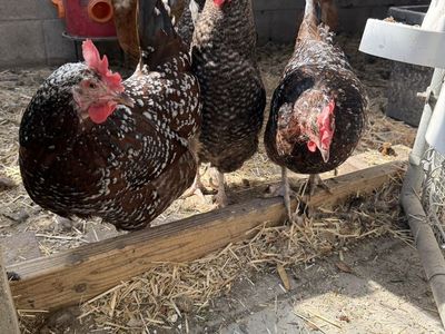 Laying Hens