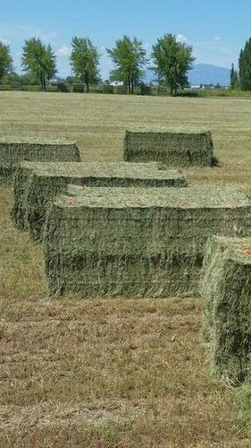 3 WAY HAY ALFALFA,OATS, GRASS