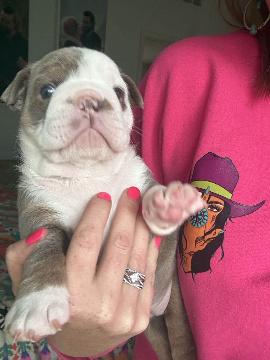AKC English bulldog