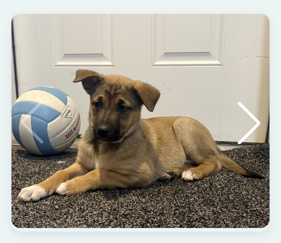 German Shepherd Cross Puppies