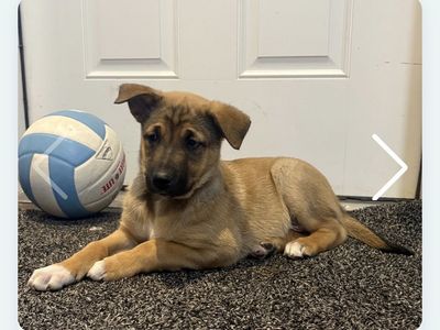 German Shepherd Cross Puppies