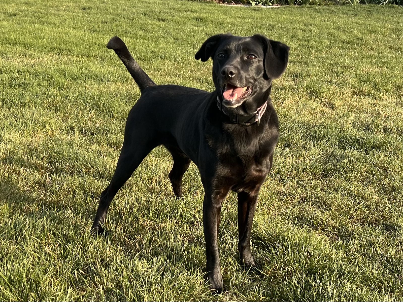 Looking for a new forever home