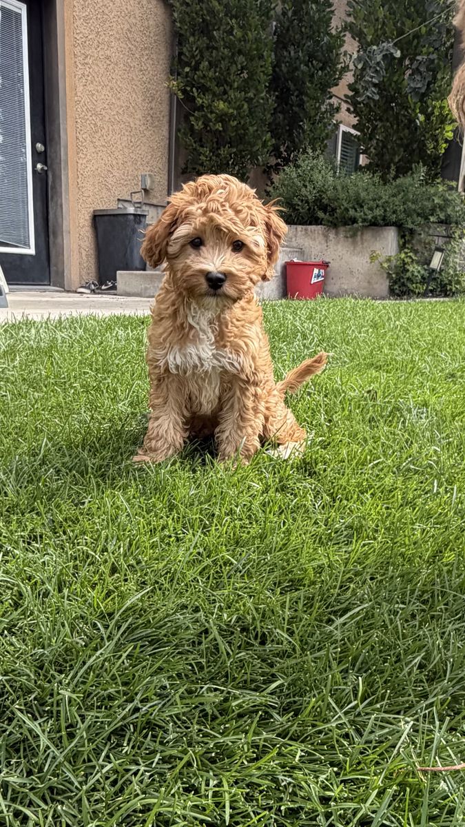 Trained multigen Goldendoodle boy