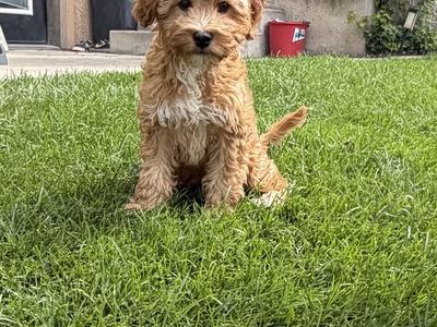 Trained multigen Goldendoodle boy