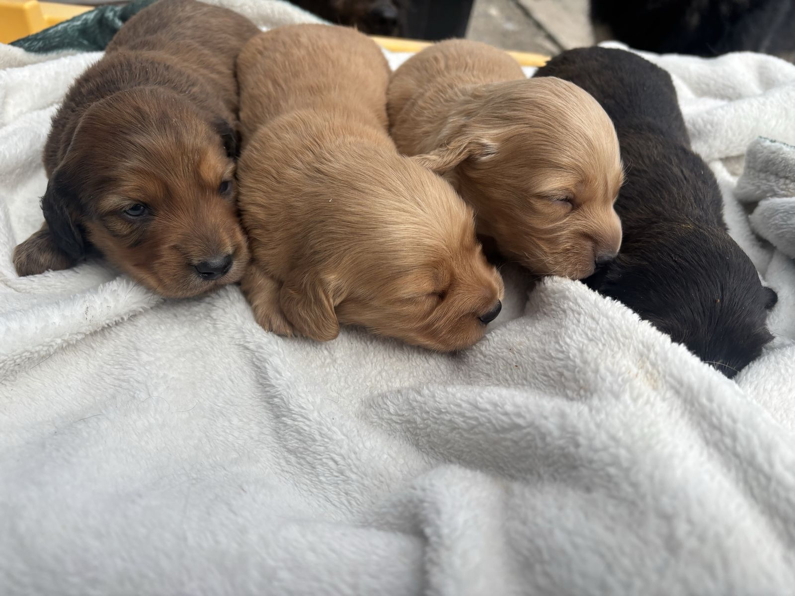 Mother's Day Longhaired Dachshunds!