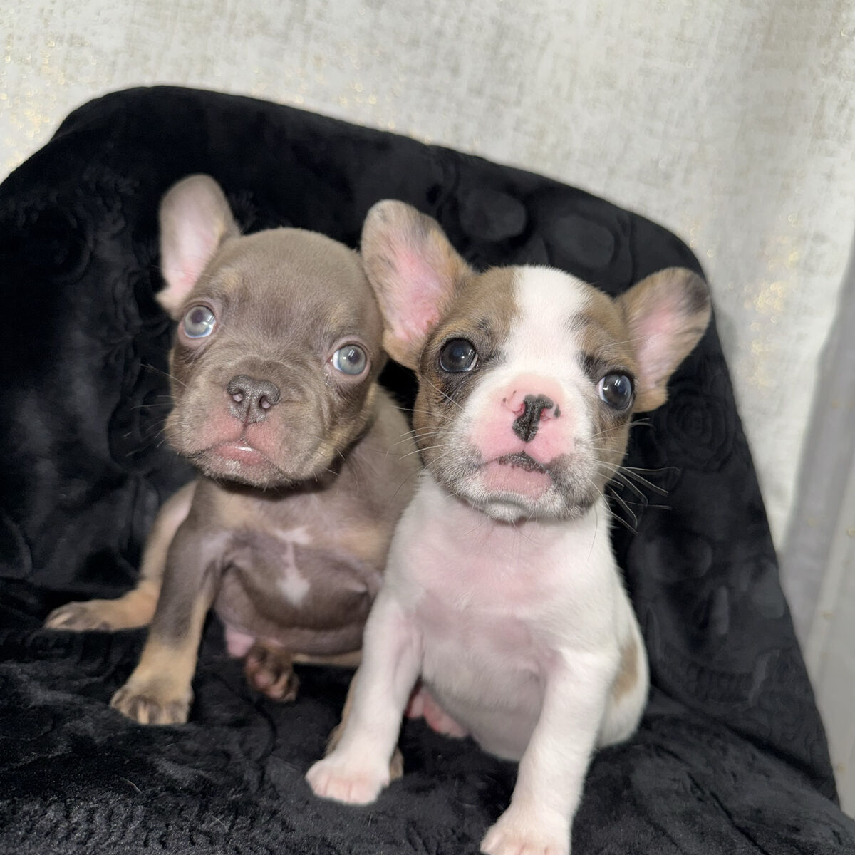 Male Frenchi Puppy