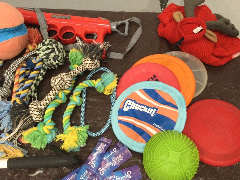 Dog Toys Assortment