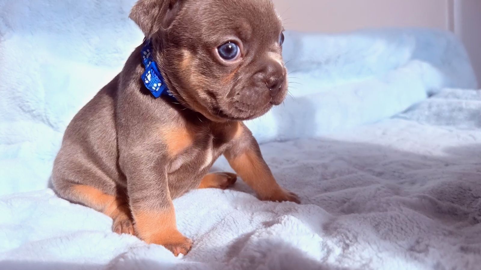 French Bulldog Puppies 