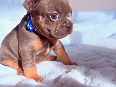 French Bulldog Puppies