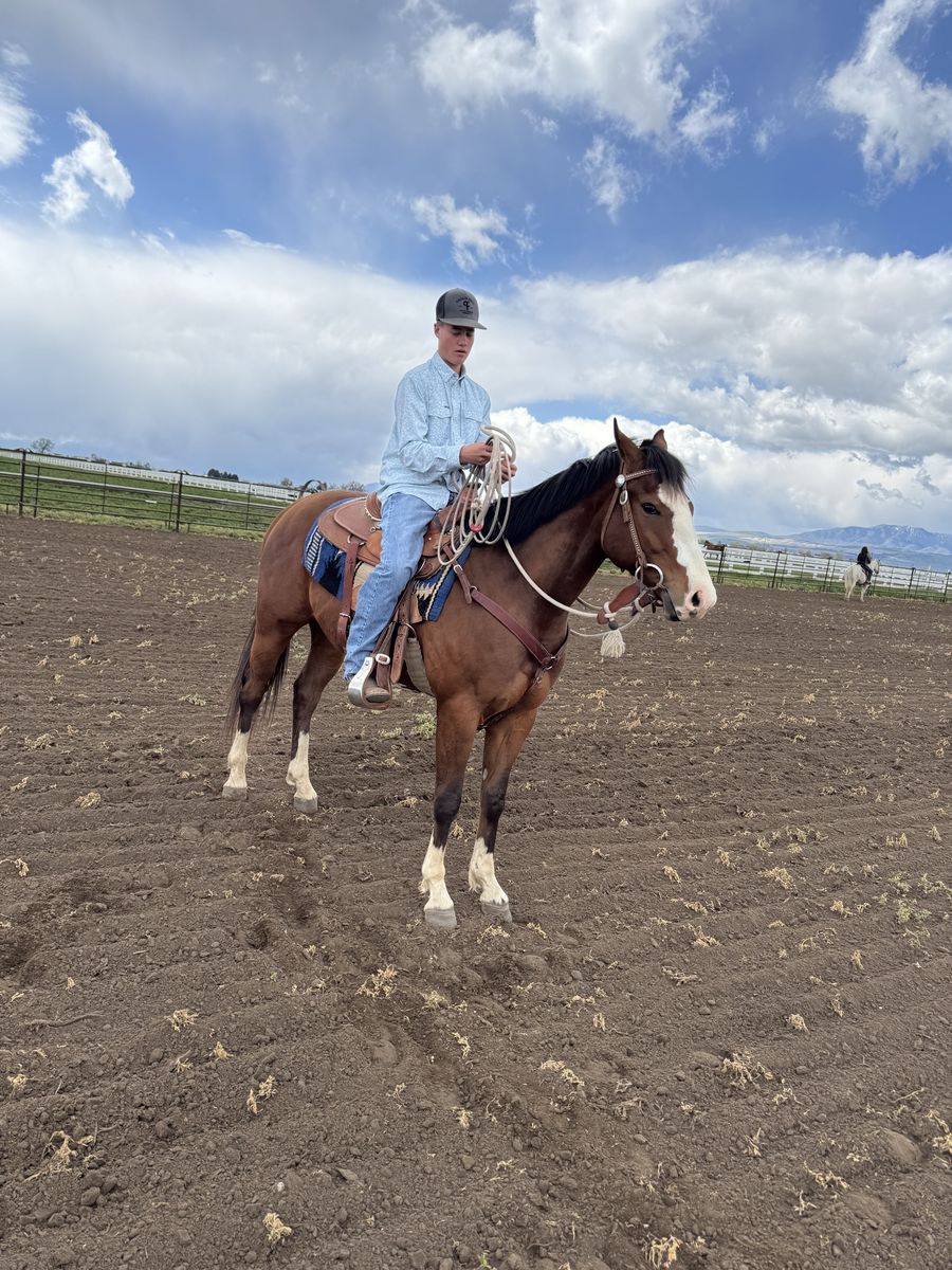3 yr old registered gelding