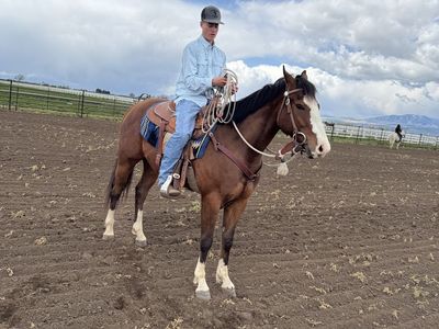 3 yr old registered gelding