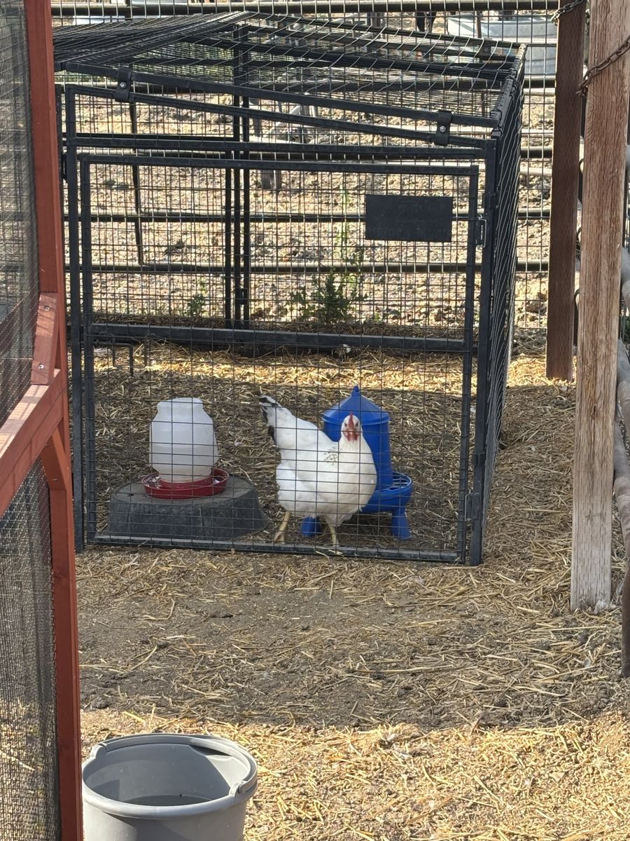 4-Month-Old Laying Hens