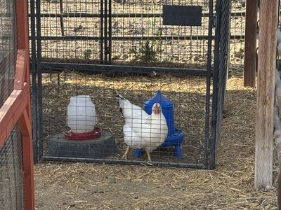 4-Month-Old Laying Hens