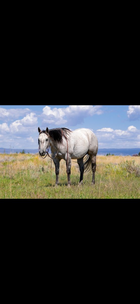 6 Year Old Ranch Gelding