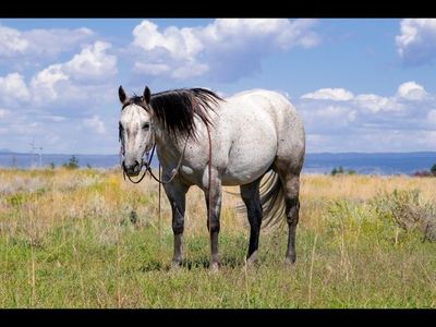 6 Year Old Ranch Gelding