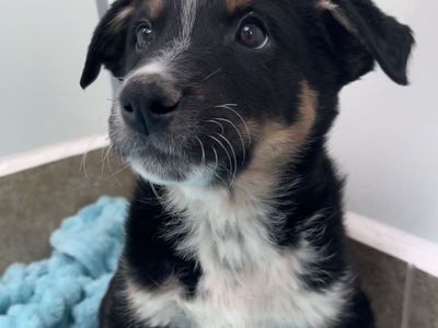 Hello my name is Humpback