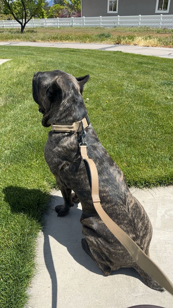 4 Year Old Cane Corso Looking for Her Forever Home