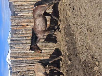 2 year old bay roan filly