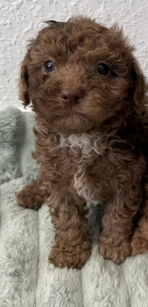 Toy Poodle Puppies