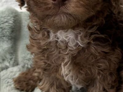 Toy Poodle Puppies