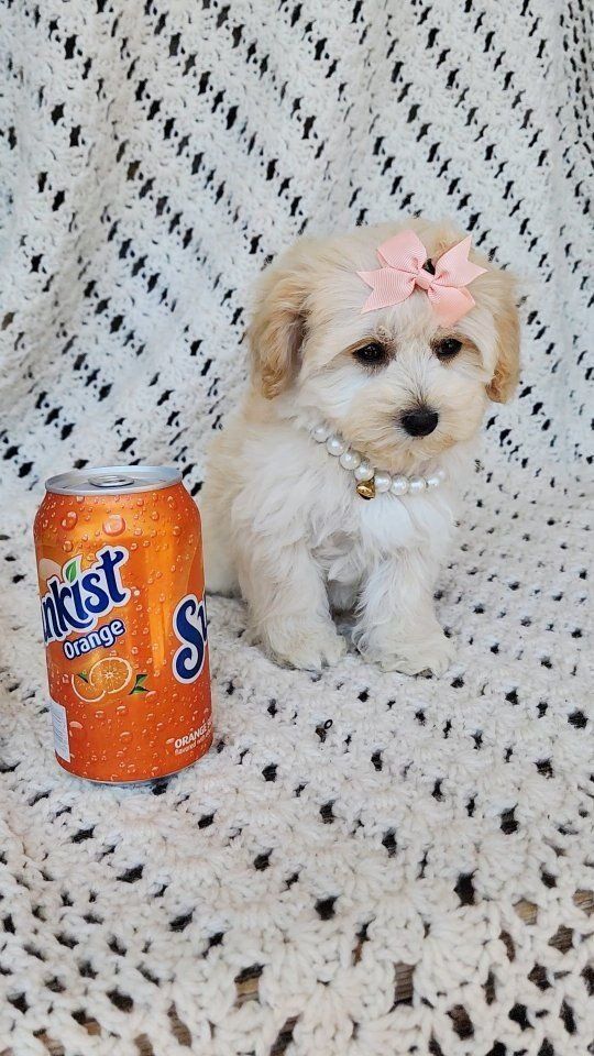 Adorable Maltipoo Puppy - Female, Cream/Apricot