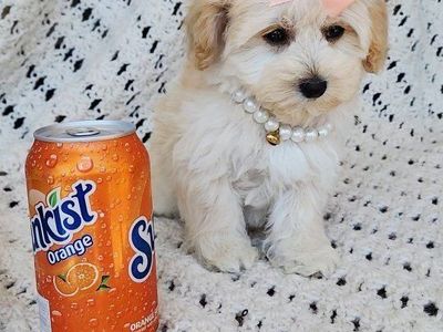Adorable Maltipoo Puppy - Female, Cream/Apricot